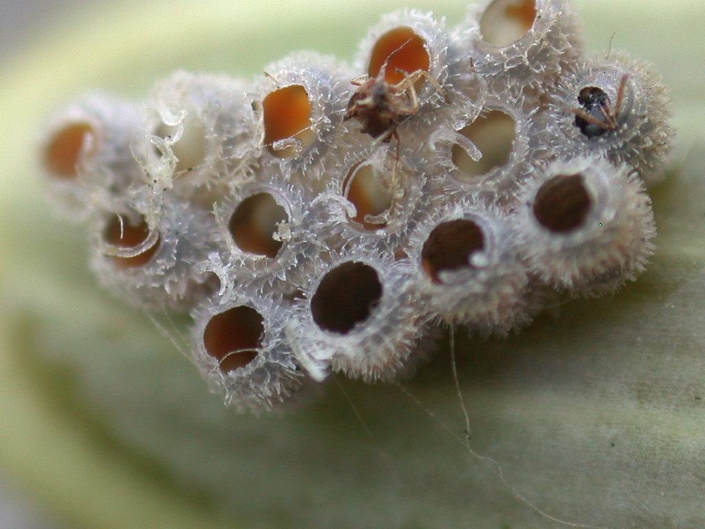 Uova di Carpocoris al microscopio a scansione